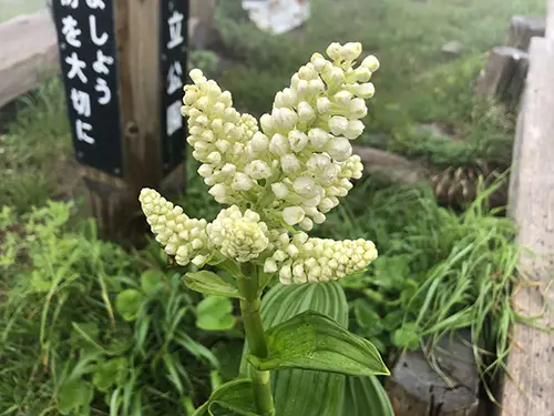 コバイケイソウ